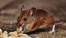 24 Hour & Emergency Exterminators in Doylesburg, PA